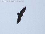 Pájaro Buitre leonado - Gyps fulvus. Navas de San Juan